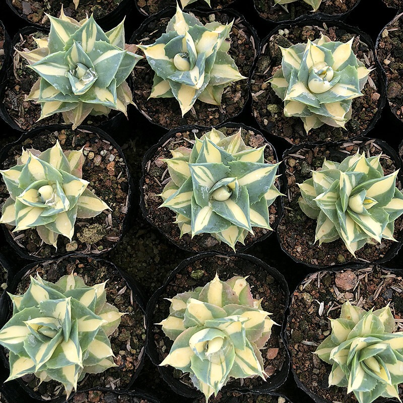 Agave Potatorum Var. Verschaffeltii - Image 9
