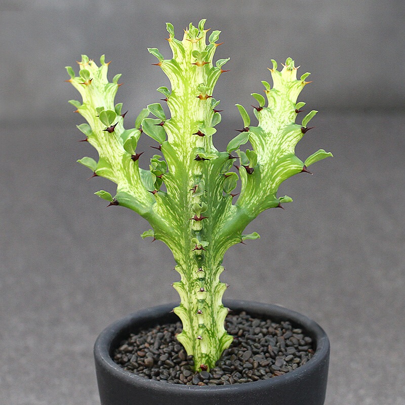 Euphorbia Trigona Variegata - Image 2