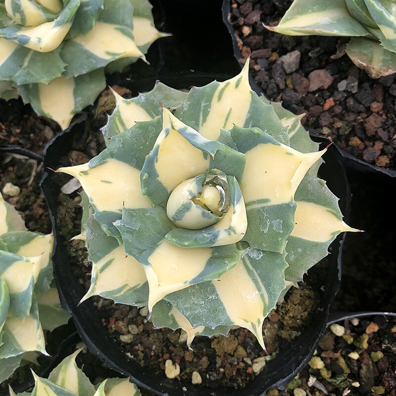 Agave Potatorum Var. Verschaffeltii - Image 10