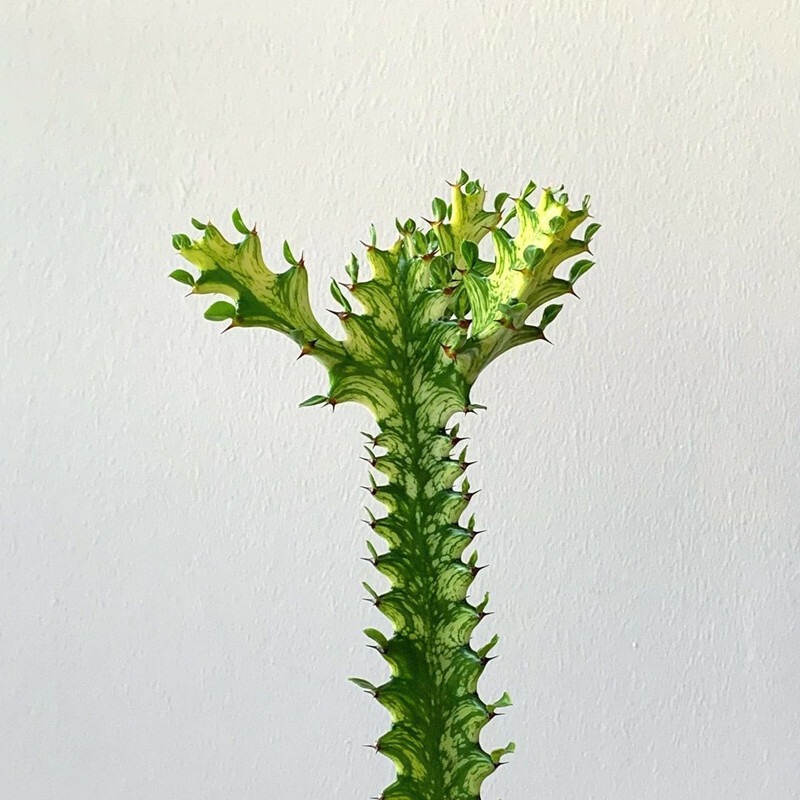 Euphorbia Trigona Variegata - Image 3