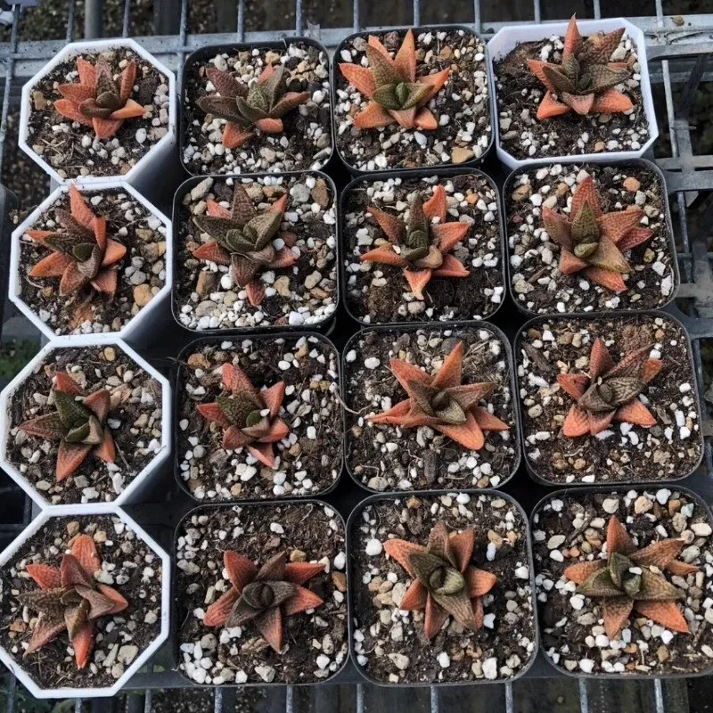 Haworthia Marble Queen - Image 6