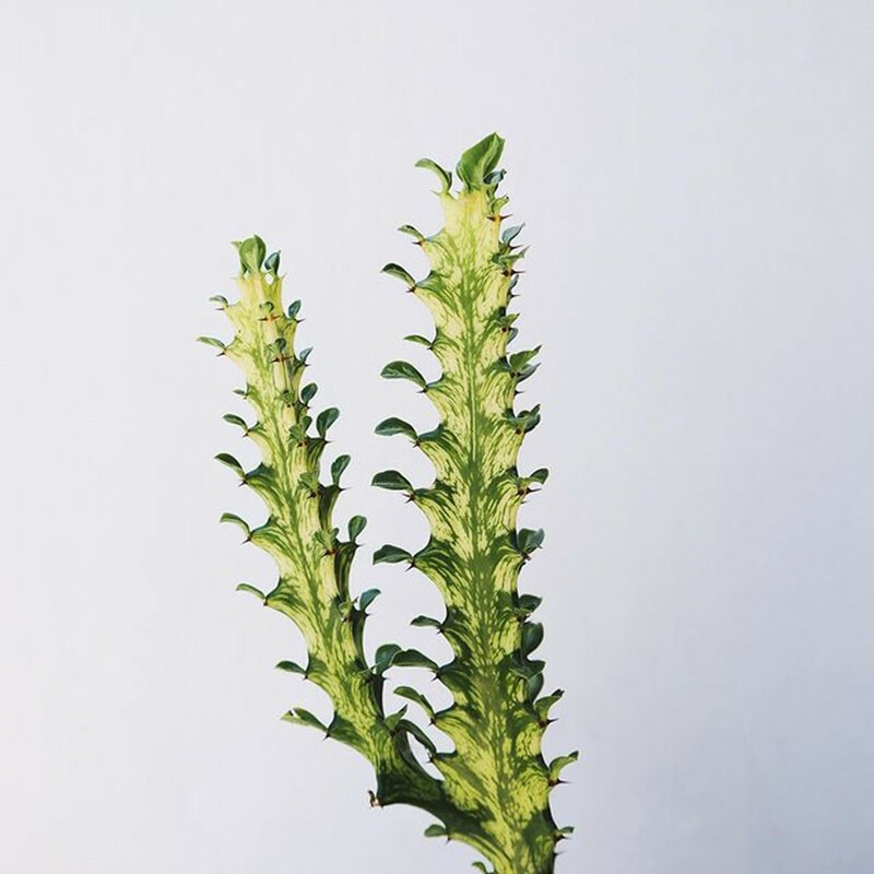 Euphorbia Trigona Variegata - Image 4