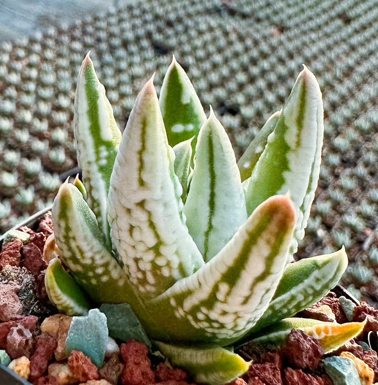 Haworthia Kingiana Hybrid - Image 6