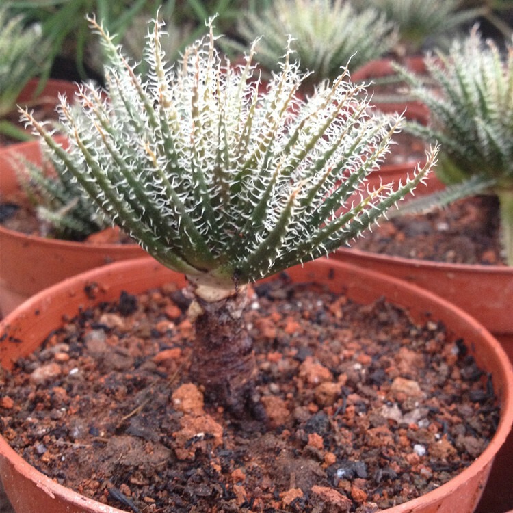 Aloe Haworthioides Baker - Image 6