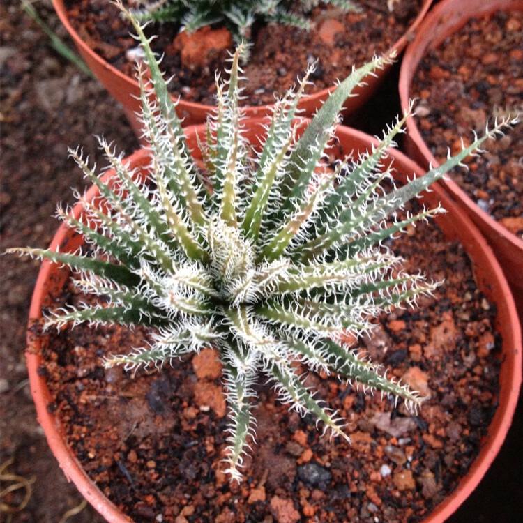 Aloe Haworthioides Baker - Image 5