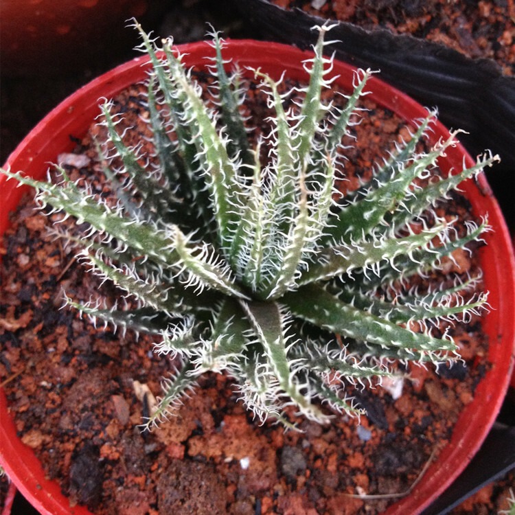 Aloe Haworthioides Baker - Image 4