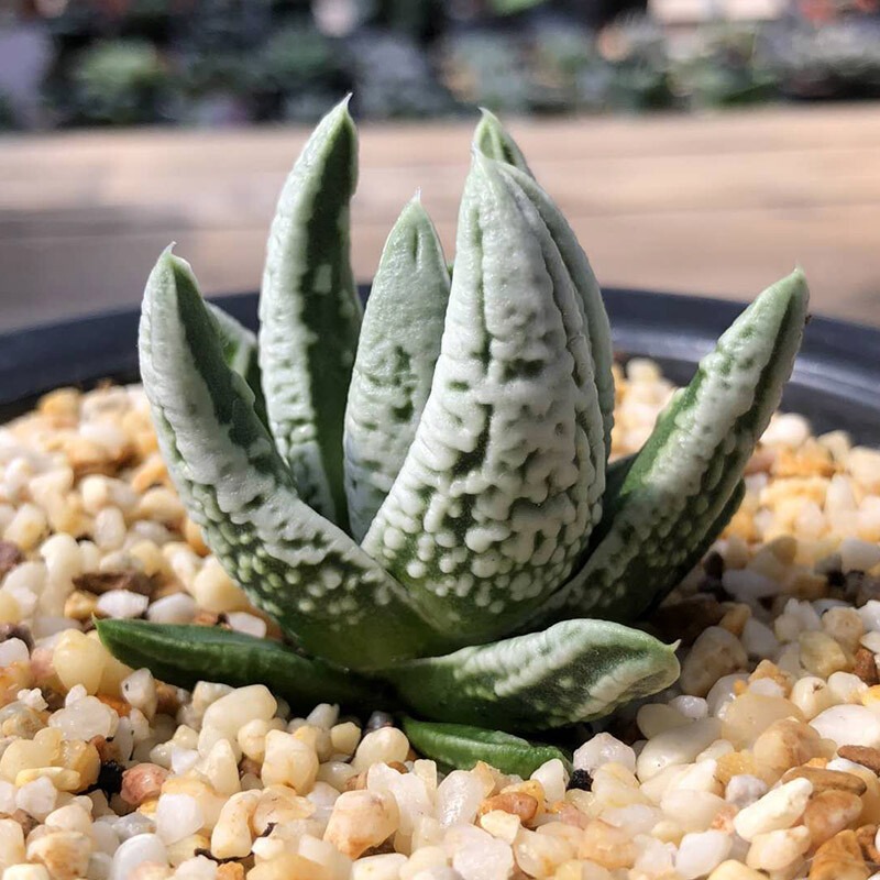 Haworthia Kingiana Hybrid - Image 5
