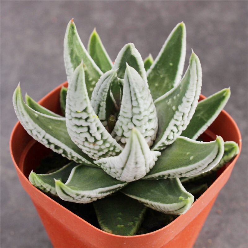Haworthia Kingiana Hybrid - Image 4
