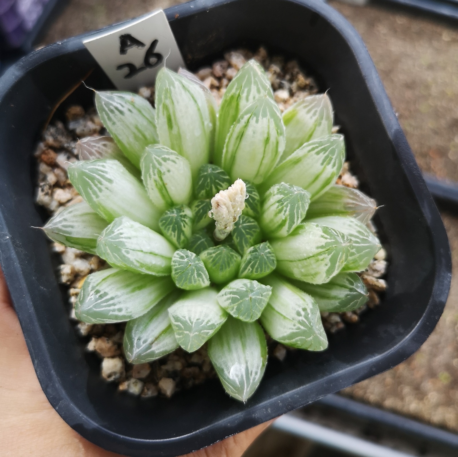 Haworthia Variegata Obtusa - Image 4