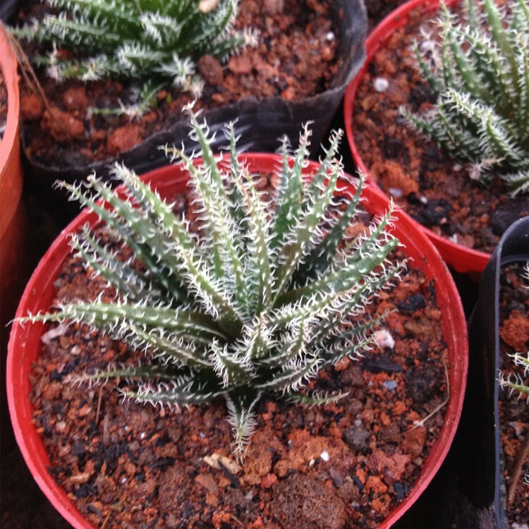 Aloe Haworthioides Baker - Image 3