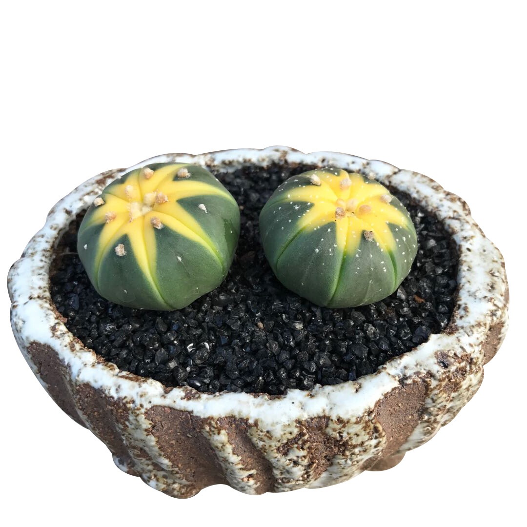 Astrophytum asterias Variegated - Image 8
