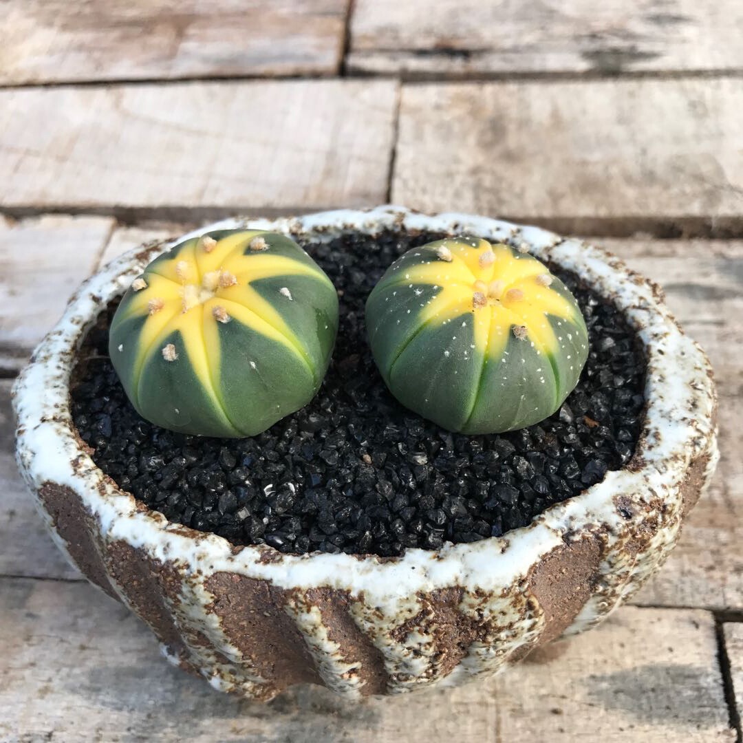 Astrophytum asterias Variegated - Image 7