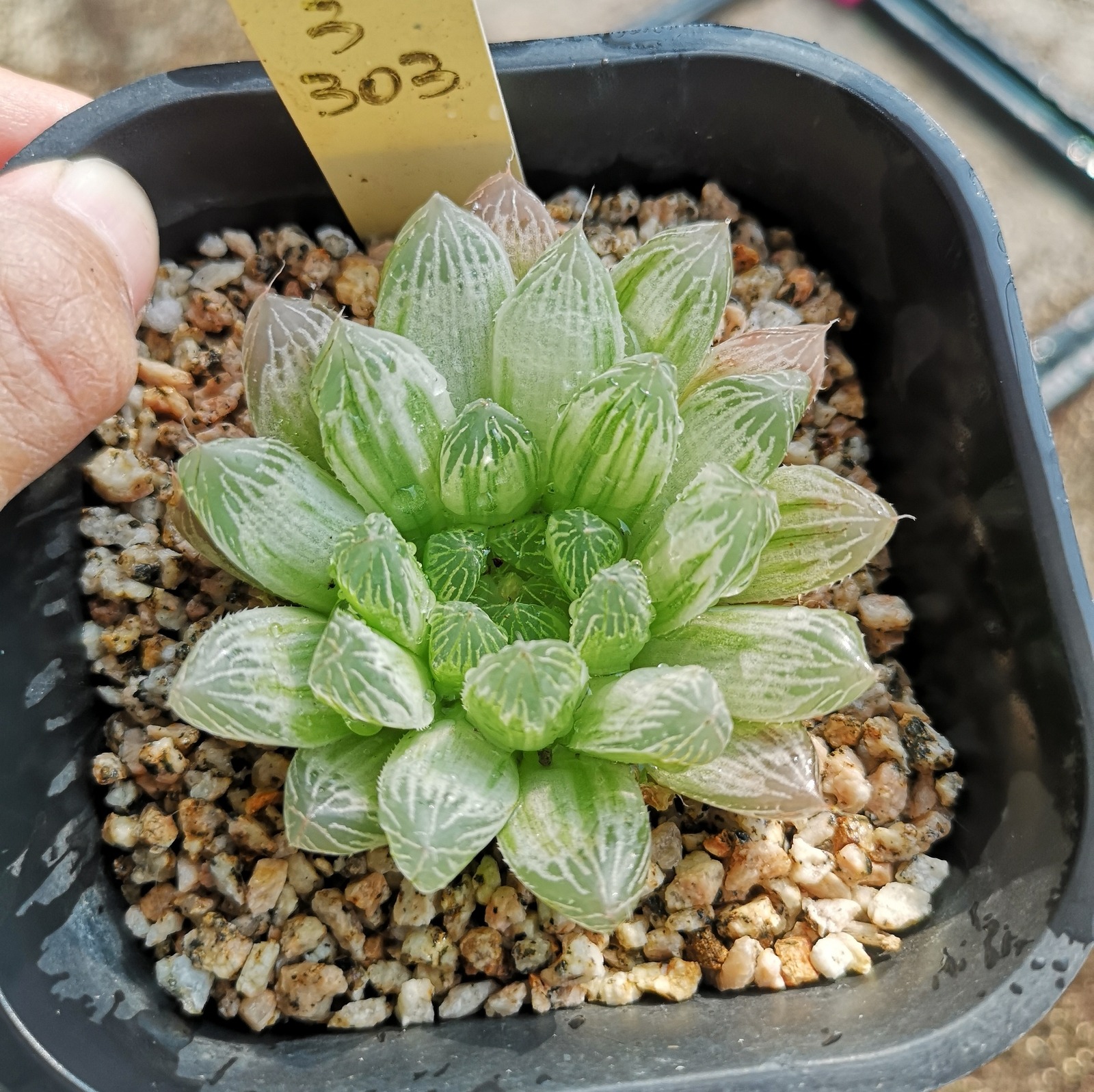 Haworthia Variegata Obtusa - Image 3