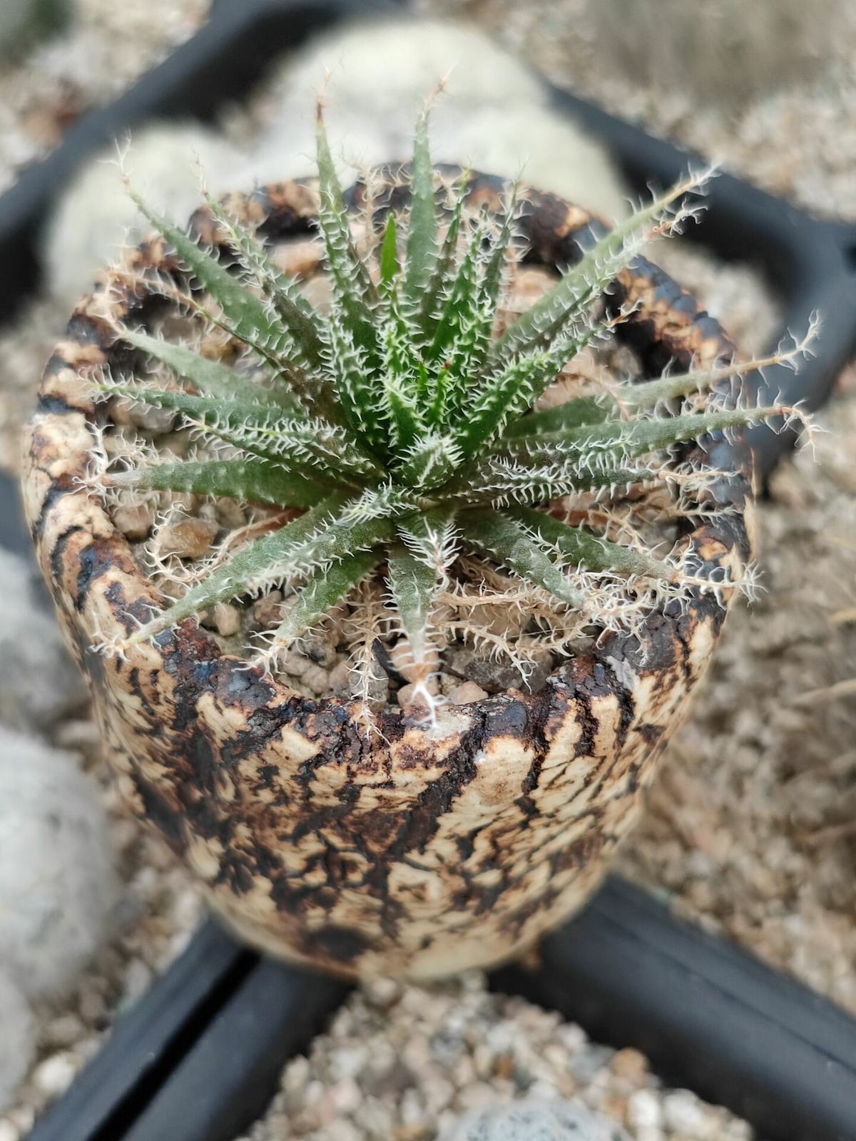 Aloe Haworthioides Baker - Image 2