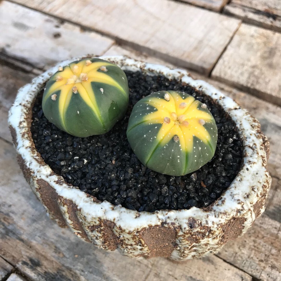 Astrophytum asterias Variegated - Image 6