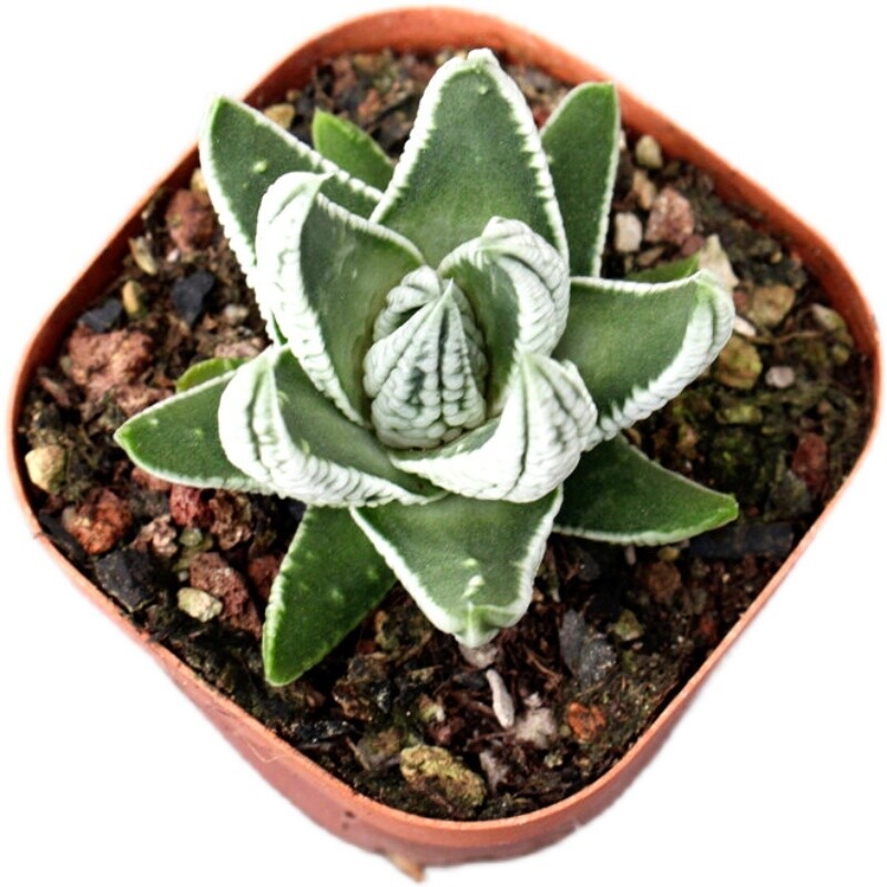 Haworthia Kingiana Hybrid - Image 3