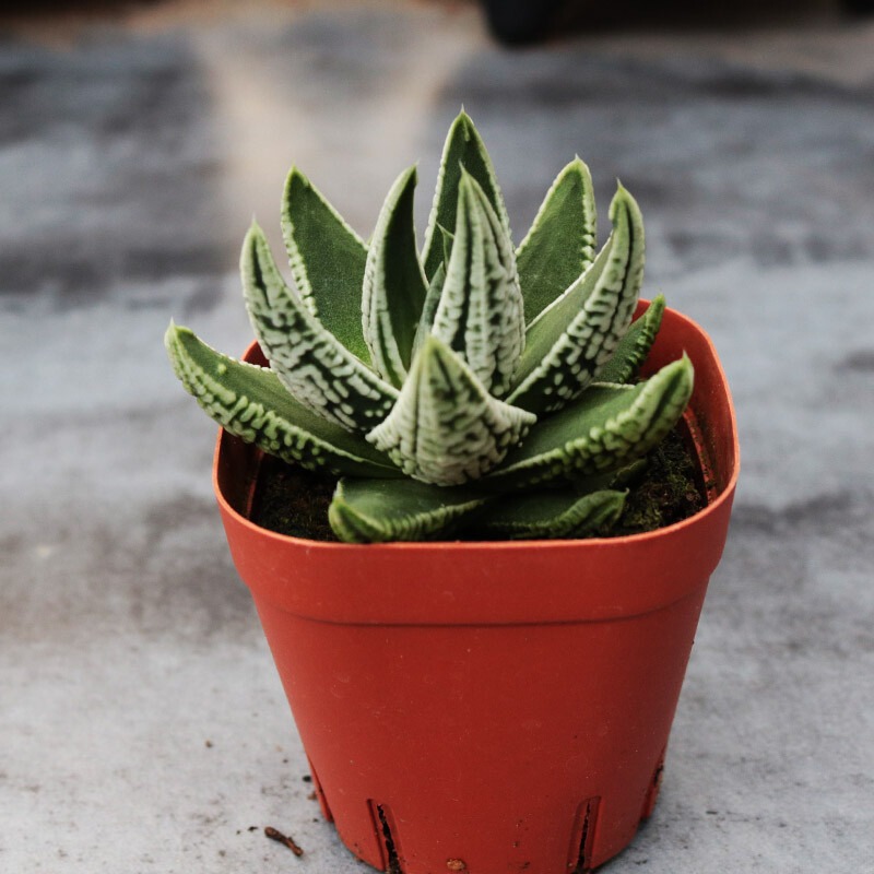 Haworthia Kingiana Hybrid - Image 2