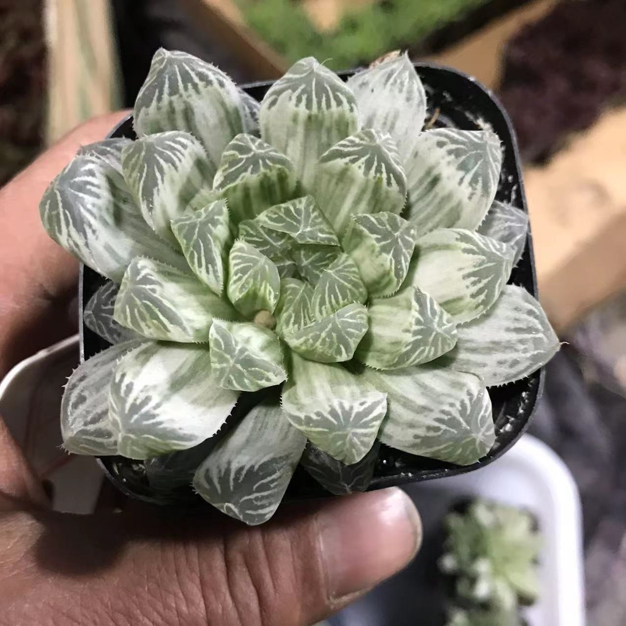 Haworthia Variegata Obtusa - Image 2