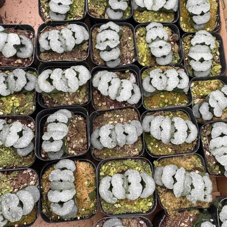 Haworthia Truncata White Bear - Image 4