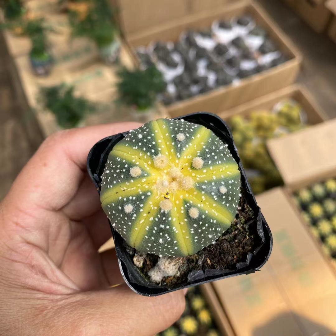 Astrophytum asterias Variegated - Image 5