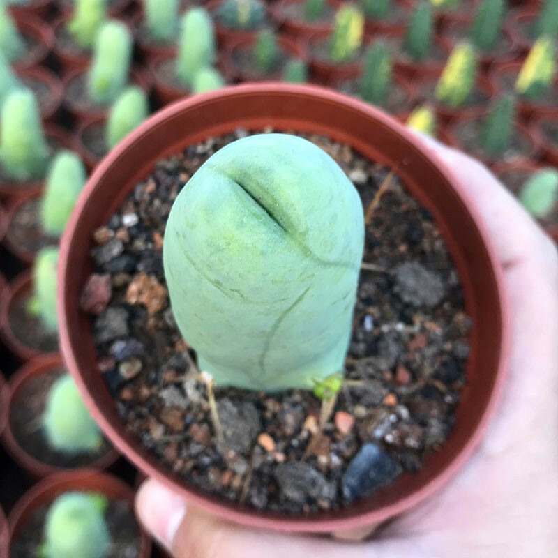 Eulychnia Castanea - Image 5