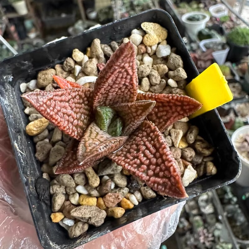 Haworthia Marble Queen - Image 5