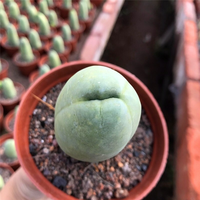 Eulychnia Castanea - Image 4