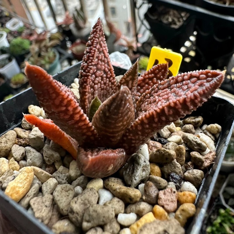 Haworthia Marble Queen - Image 4
