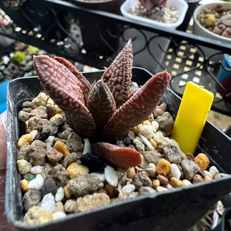 Haworthia Marble Queen - Image 3