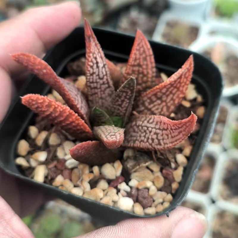 Haworthia Marble Queen - Image 2