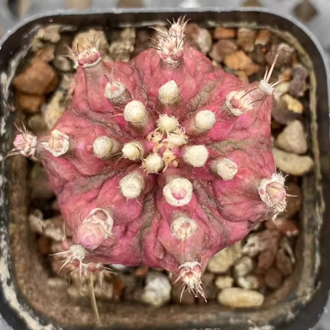 Echinocereus Maritimus - Image 6