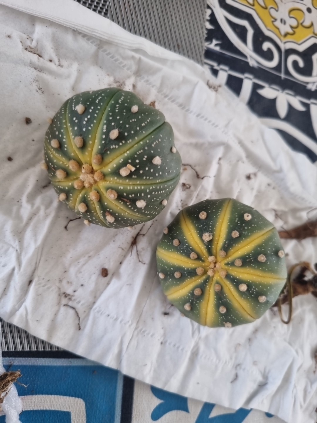 Astrophytum asterias Variegated - Image 4