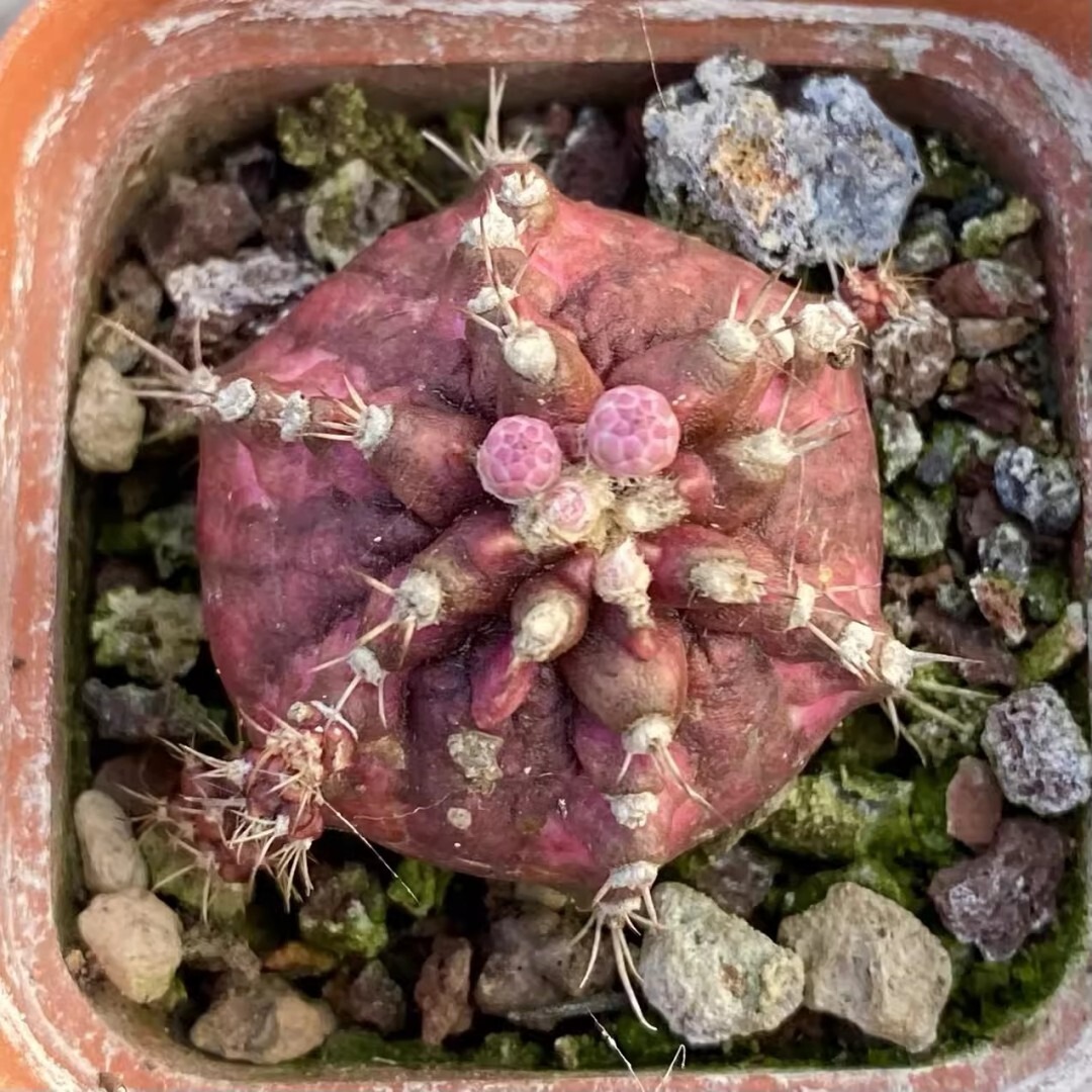 Echinocereus Maritimus - Image 5