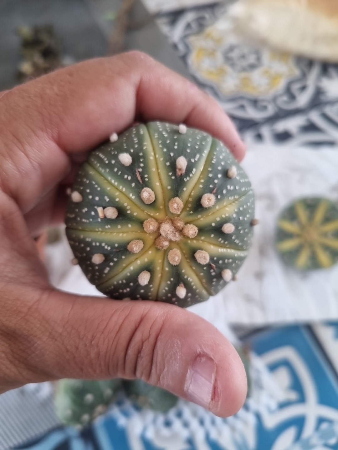 Astrophytum asterias Variegated - Image 3