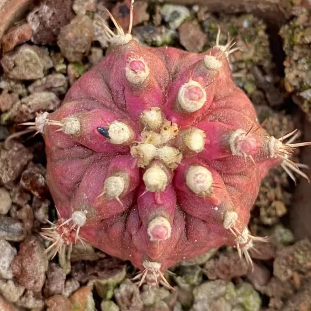 Echinocereus Maritimus - Image 4