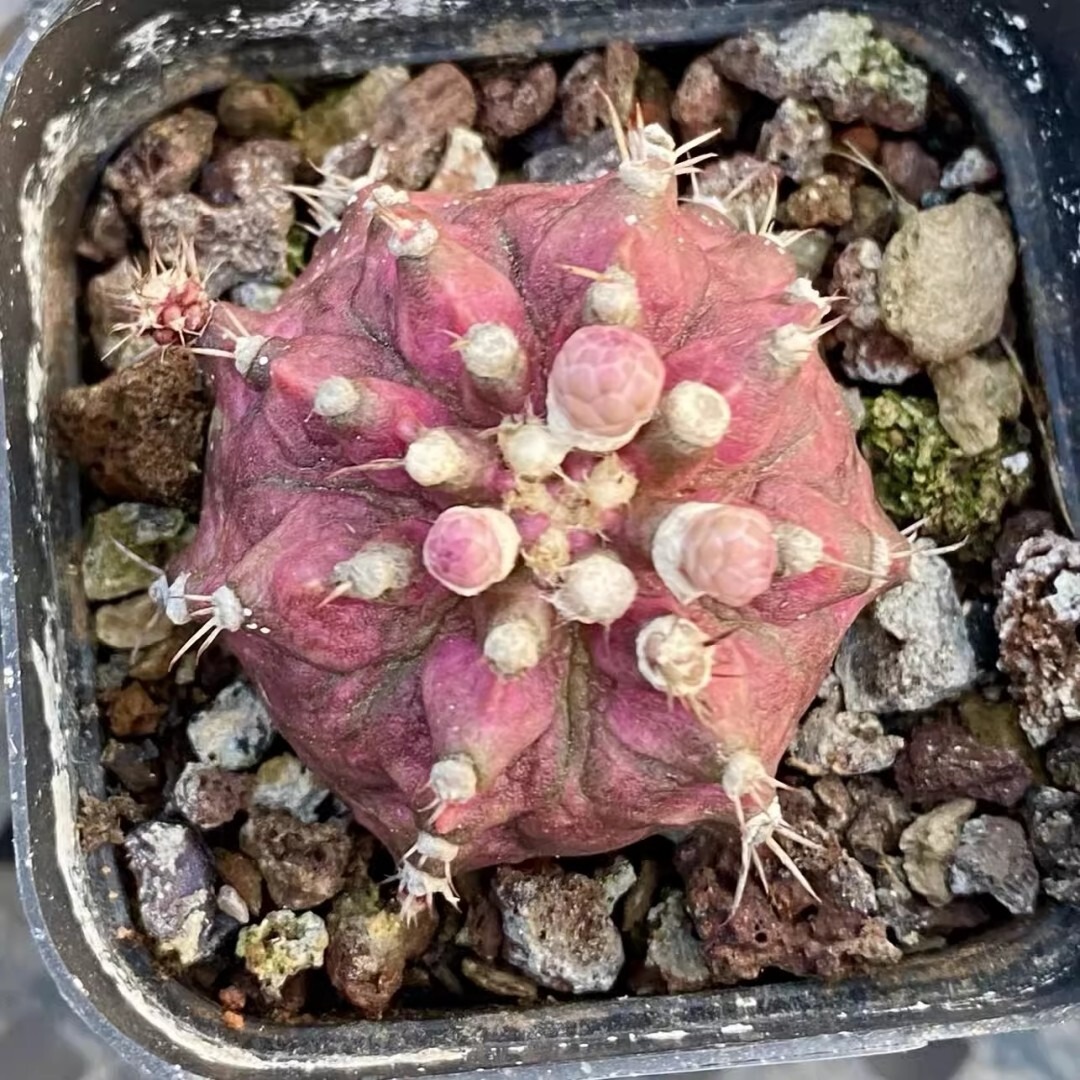 Echinocereus Maritimus - Image 3