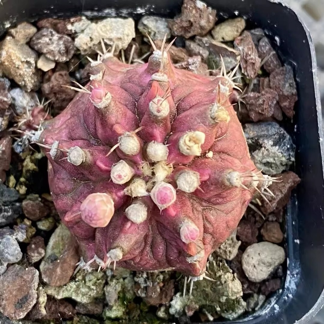 Echinocereus Maritimus - Image 2