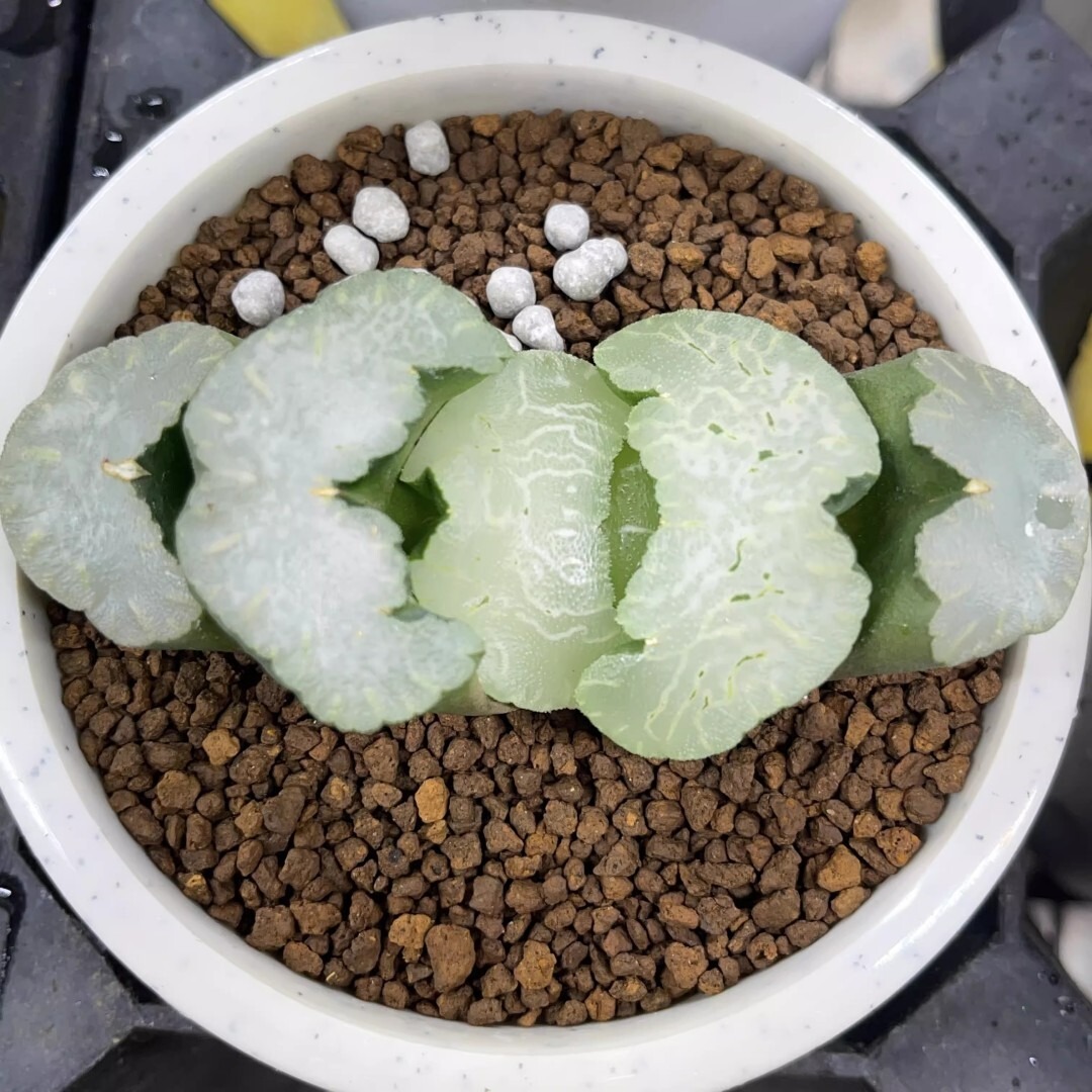 Haworthia Truncata White Bear - Image 3