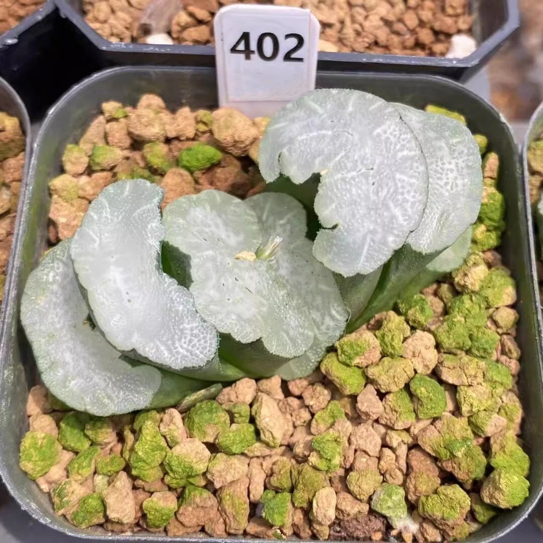 Haworthia Truncata White Bear - Image 2