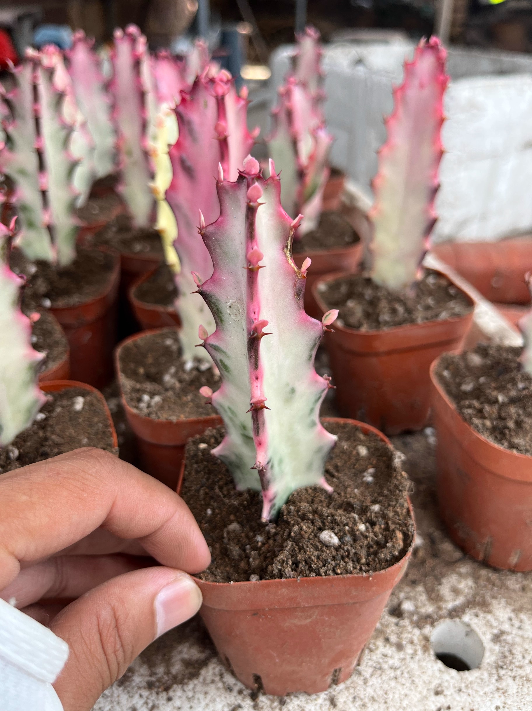 Euphorbia Trigona Red