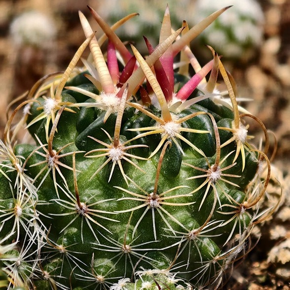Stenocactus phyllacanthus - Image 4