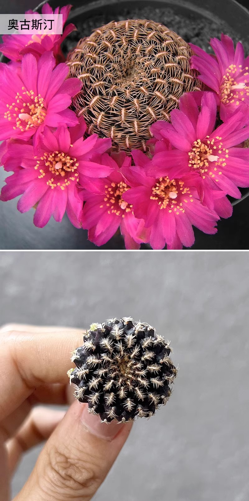 Sulcorebutia augustinii - Image 2