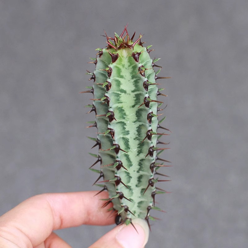 Euphorbia confinalis subsp. rhodesiaca - Image 2