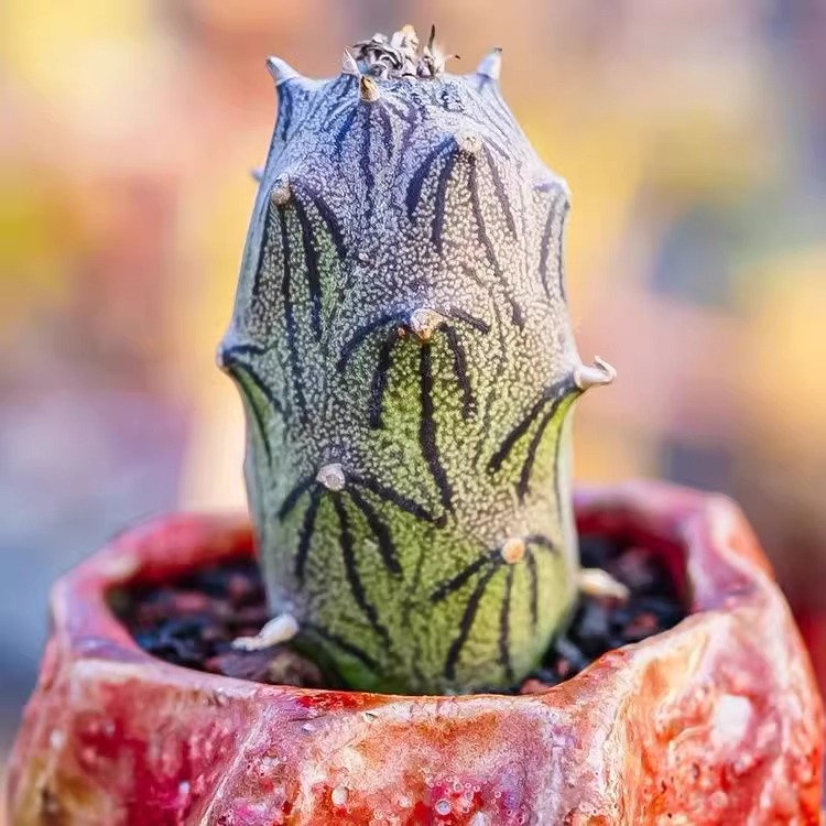 Kleinia mweroensis (Baker) C. Jeffrey