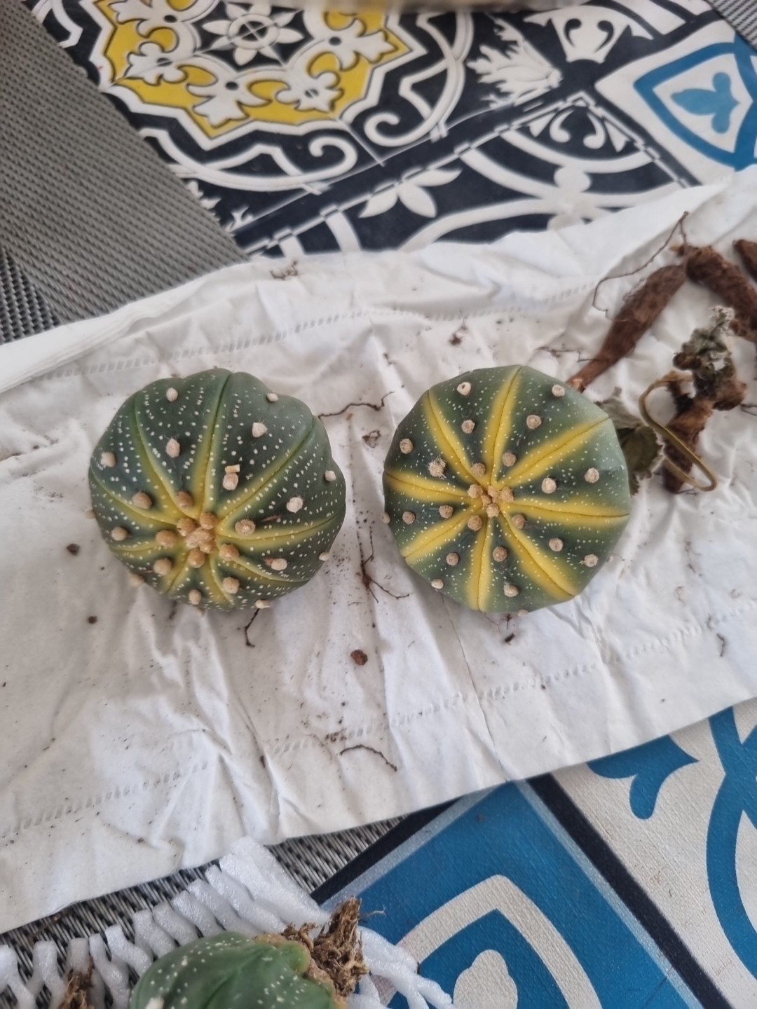 Astrophytum asterias Variegated - Image 2