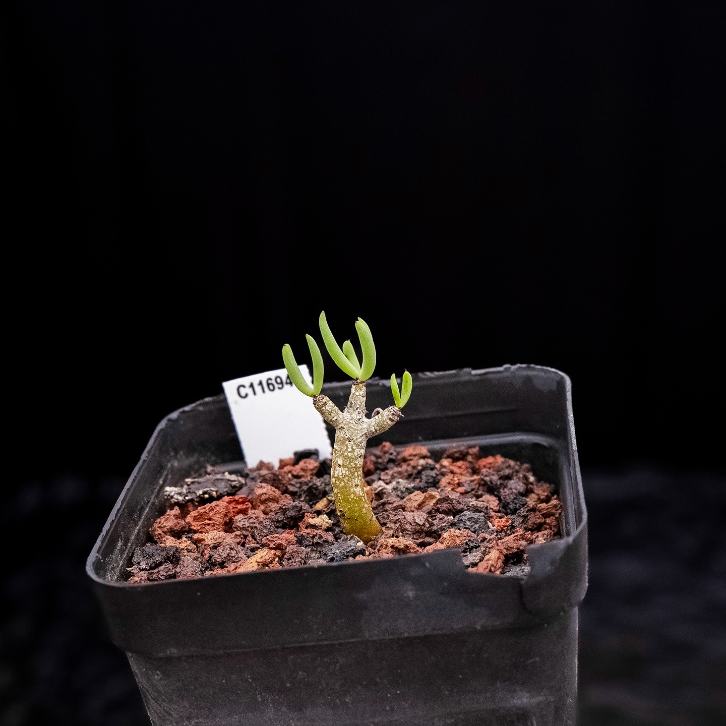 Tylecodon buchholzianus - Image 3