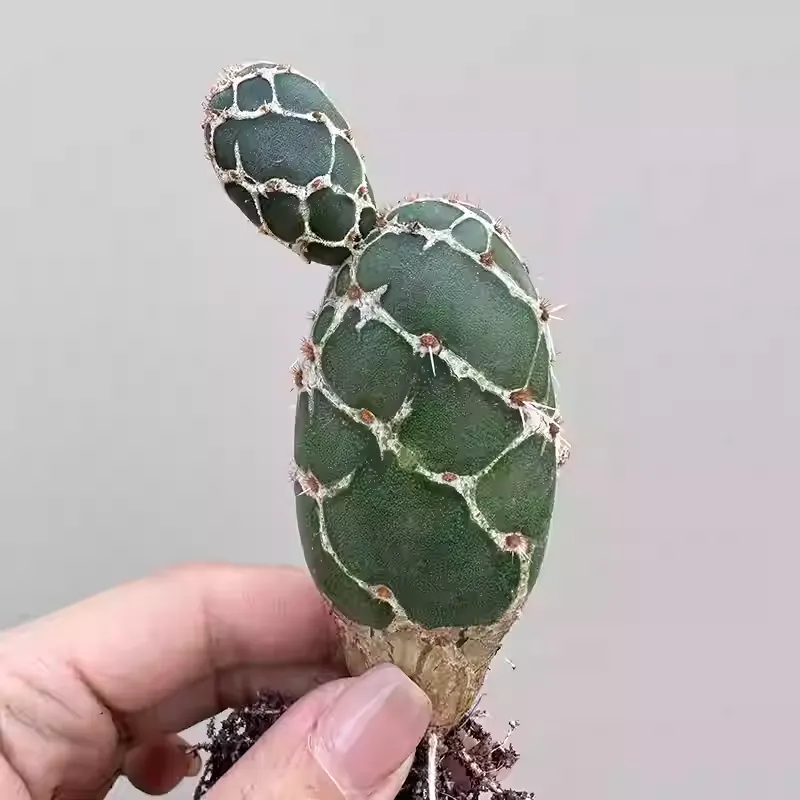 Opuntia zebrina - Image 4