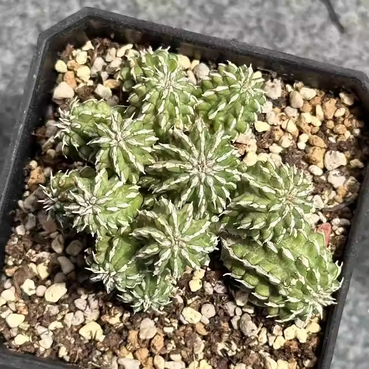 Euphorbia amygdalina - Image 4