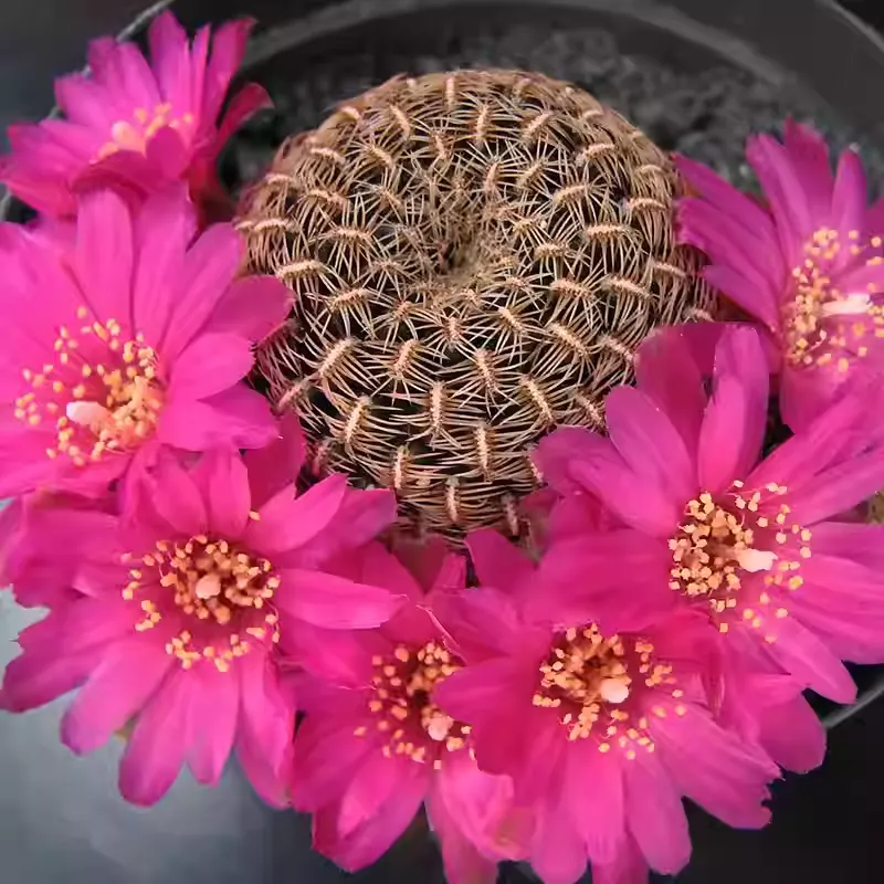 Sulcorebutia augustinii - Image 5