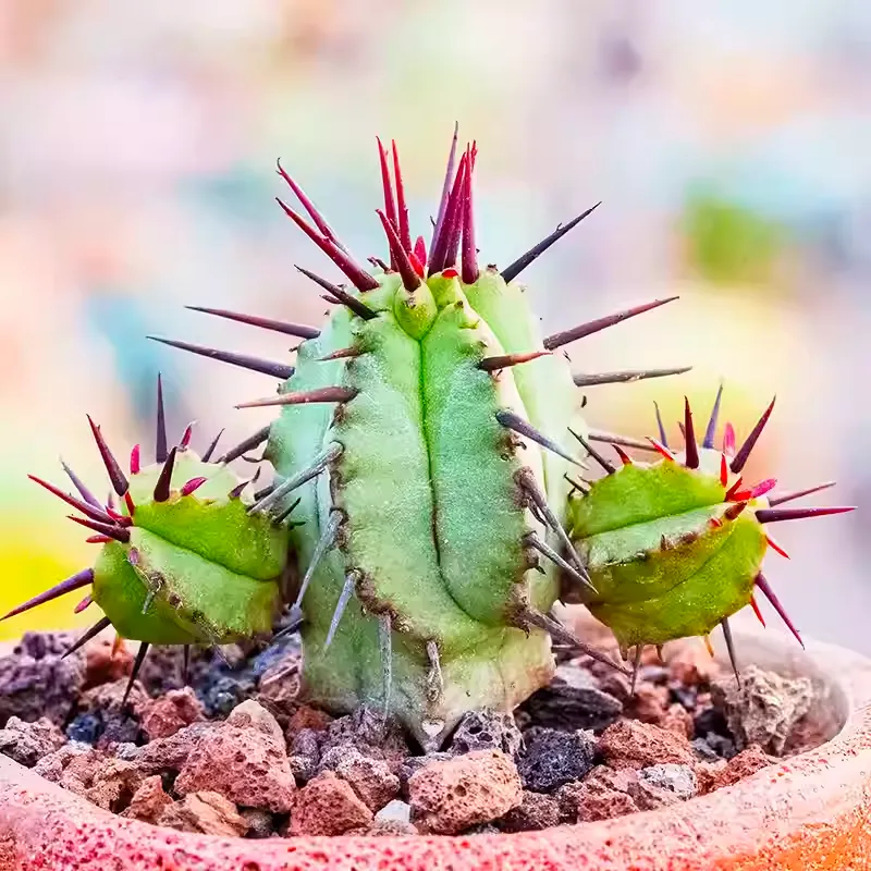 Euphorbia enopla - Image 2